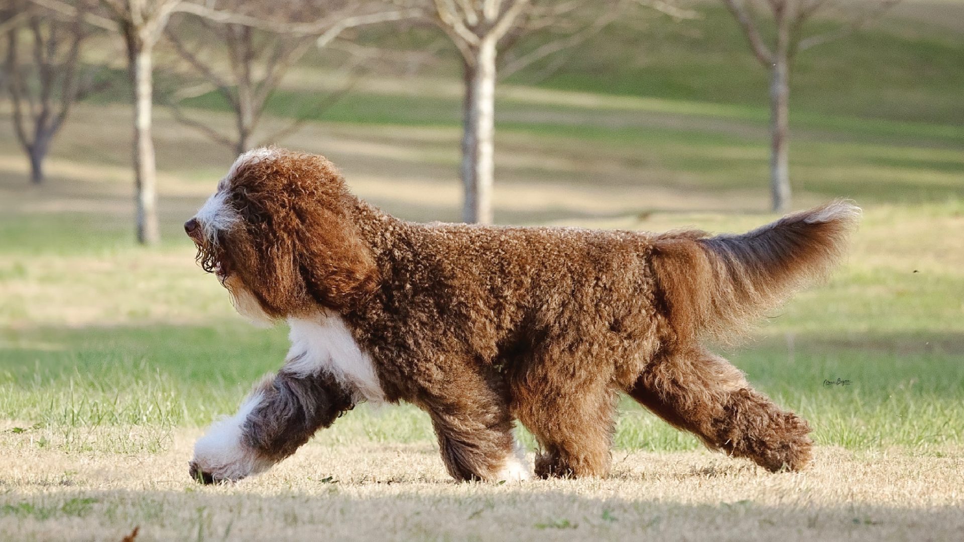 Barbet