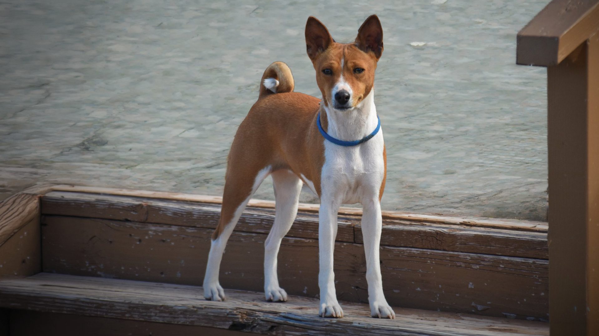 Basenji