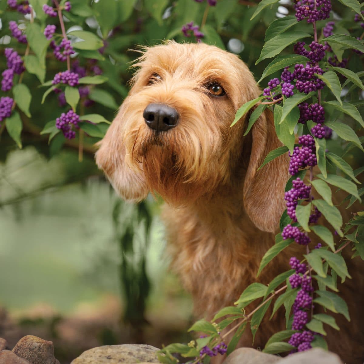 Basset Fauve de Bretagne