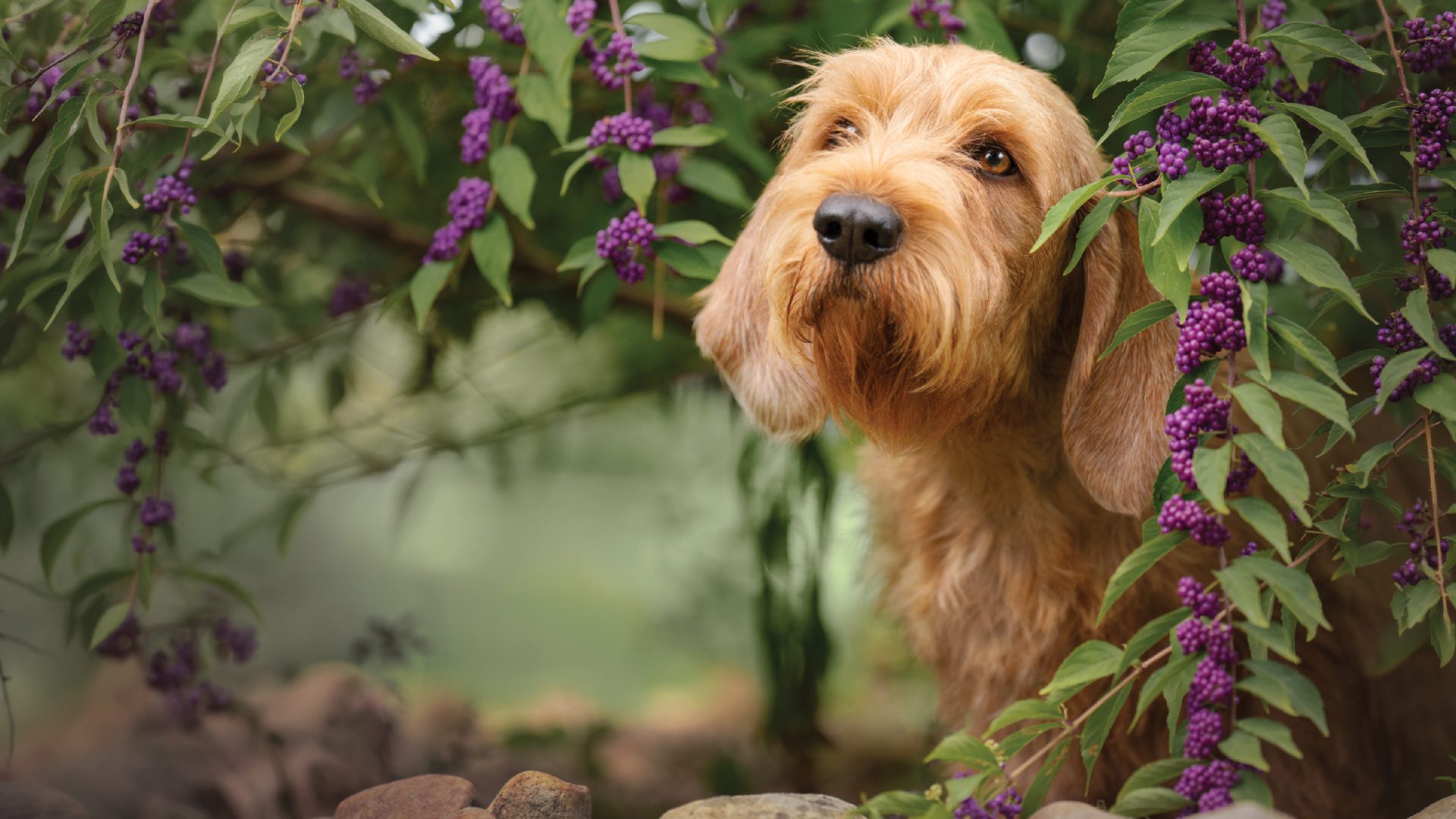 Basset Fauve de Bretagne