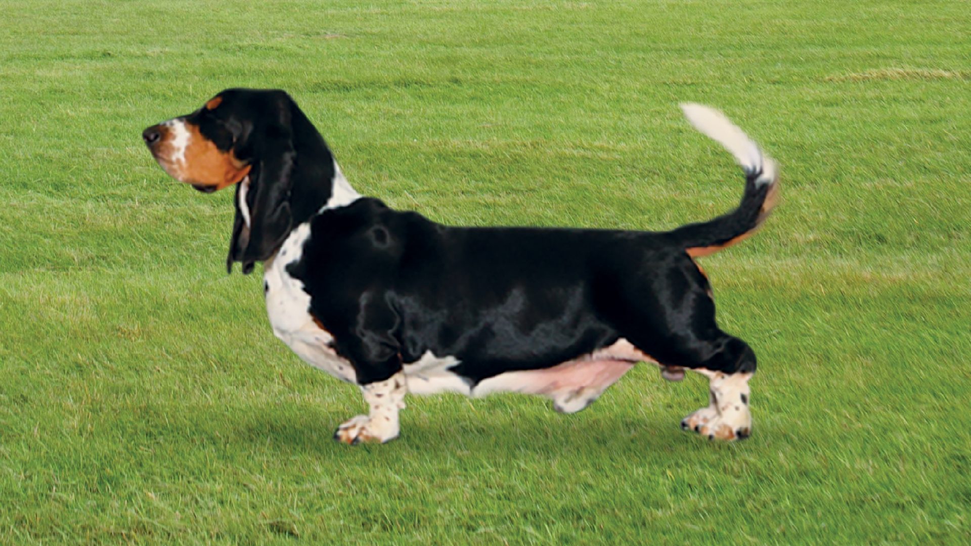 Basset Hound