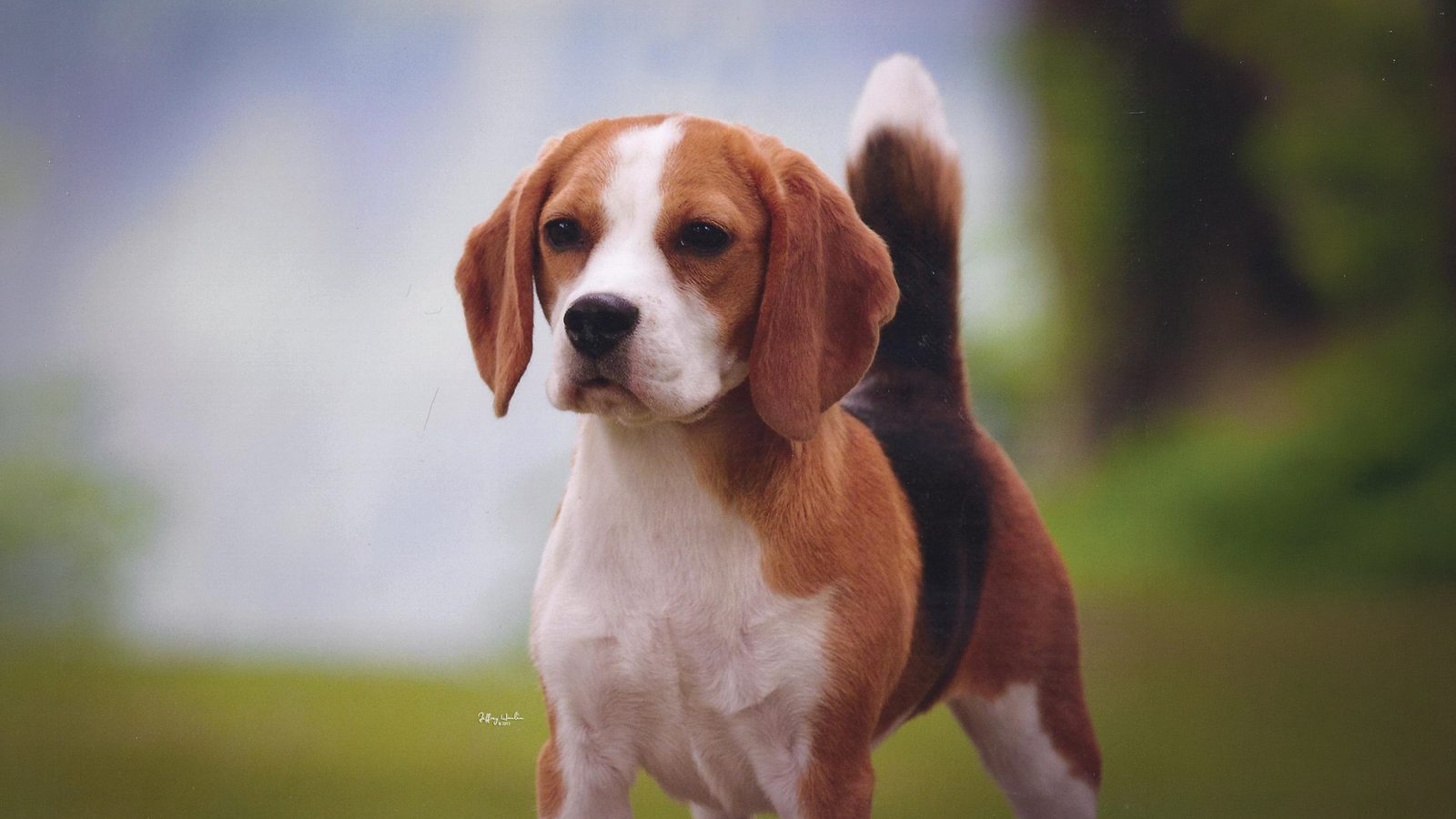 Beagle (13 in. and under)