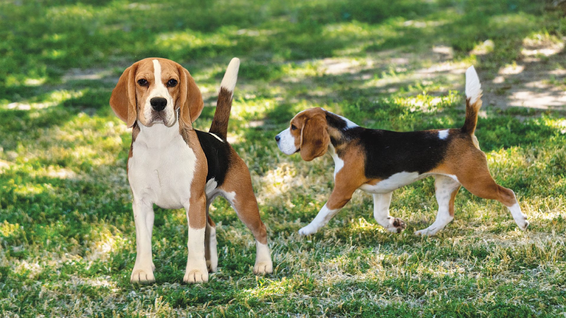 Beagle