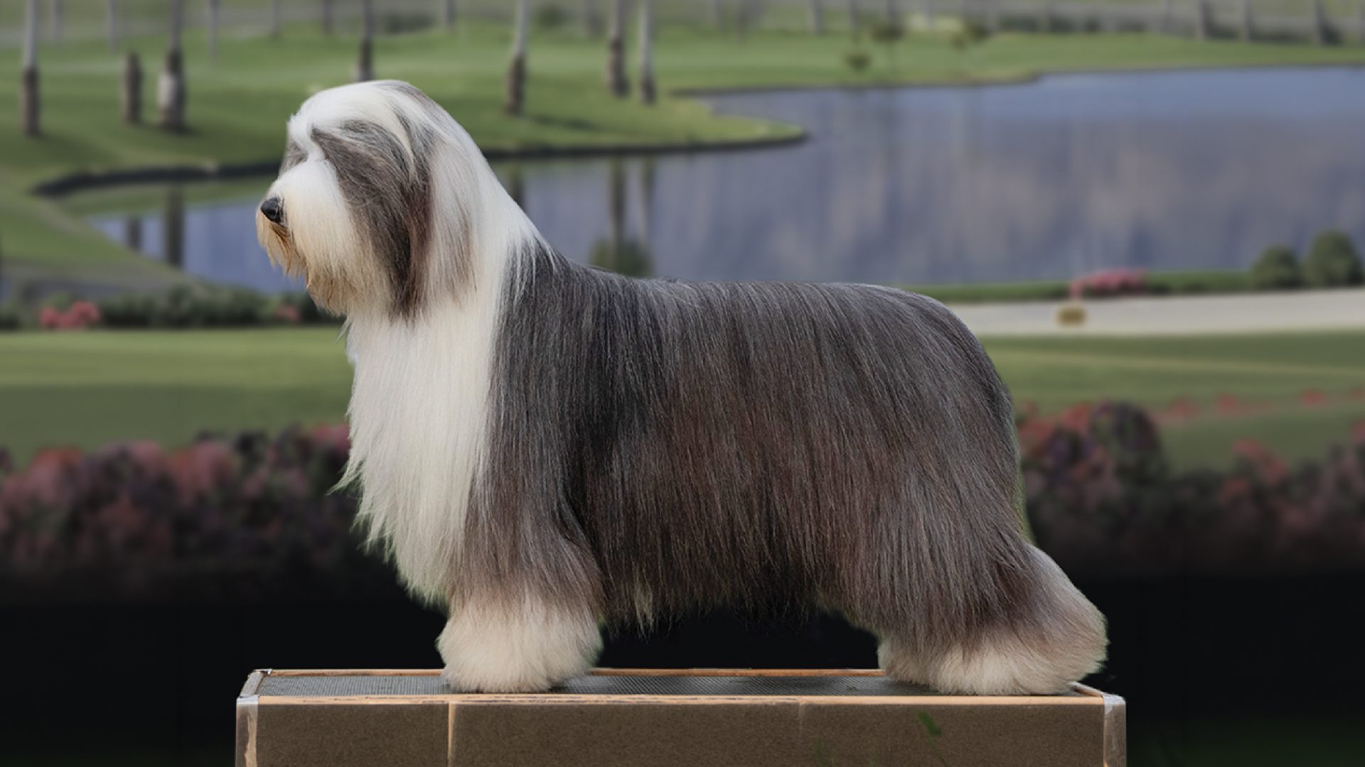 Bearded Collie
