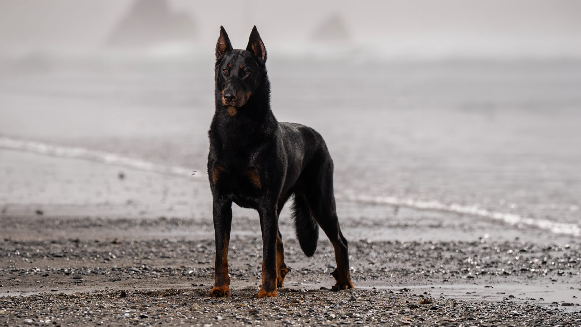 Beauceron