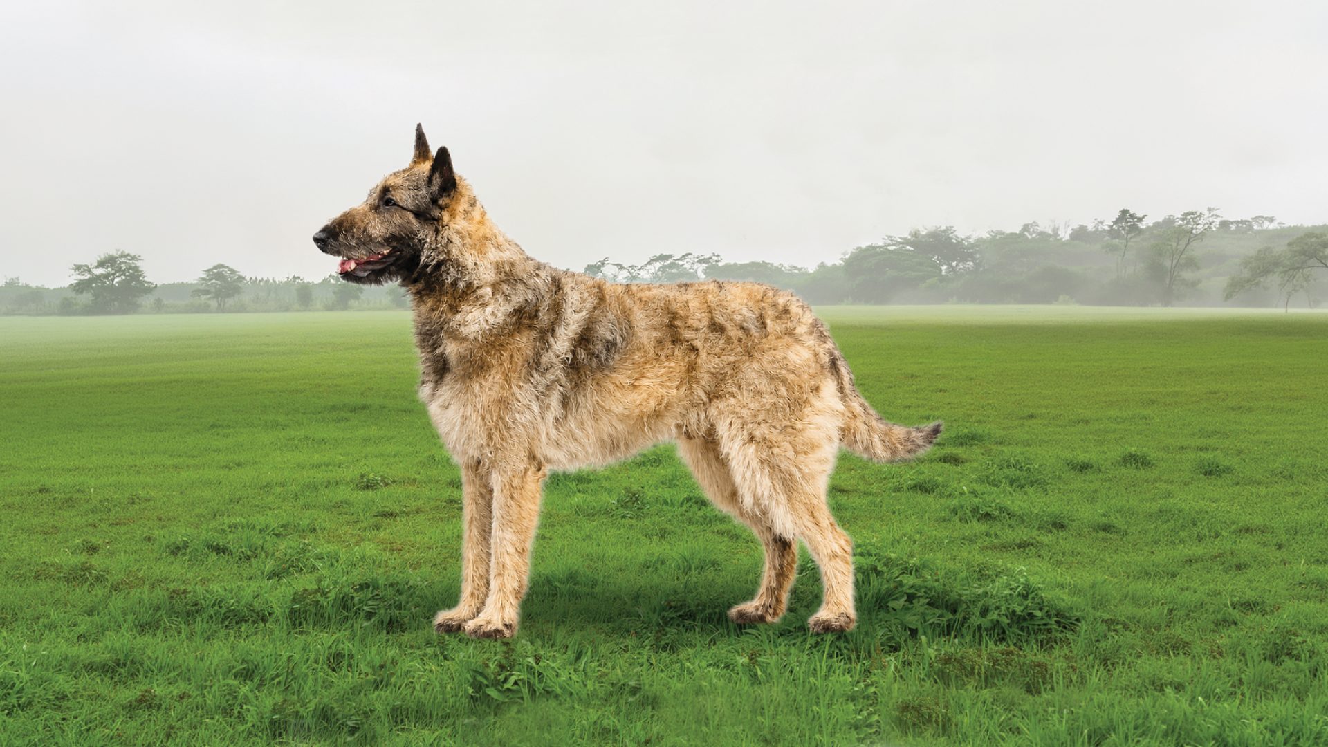 Belgian Laekenois