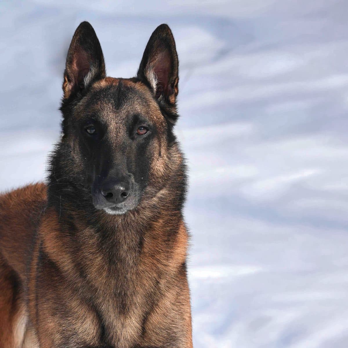 Belgian Malinois