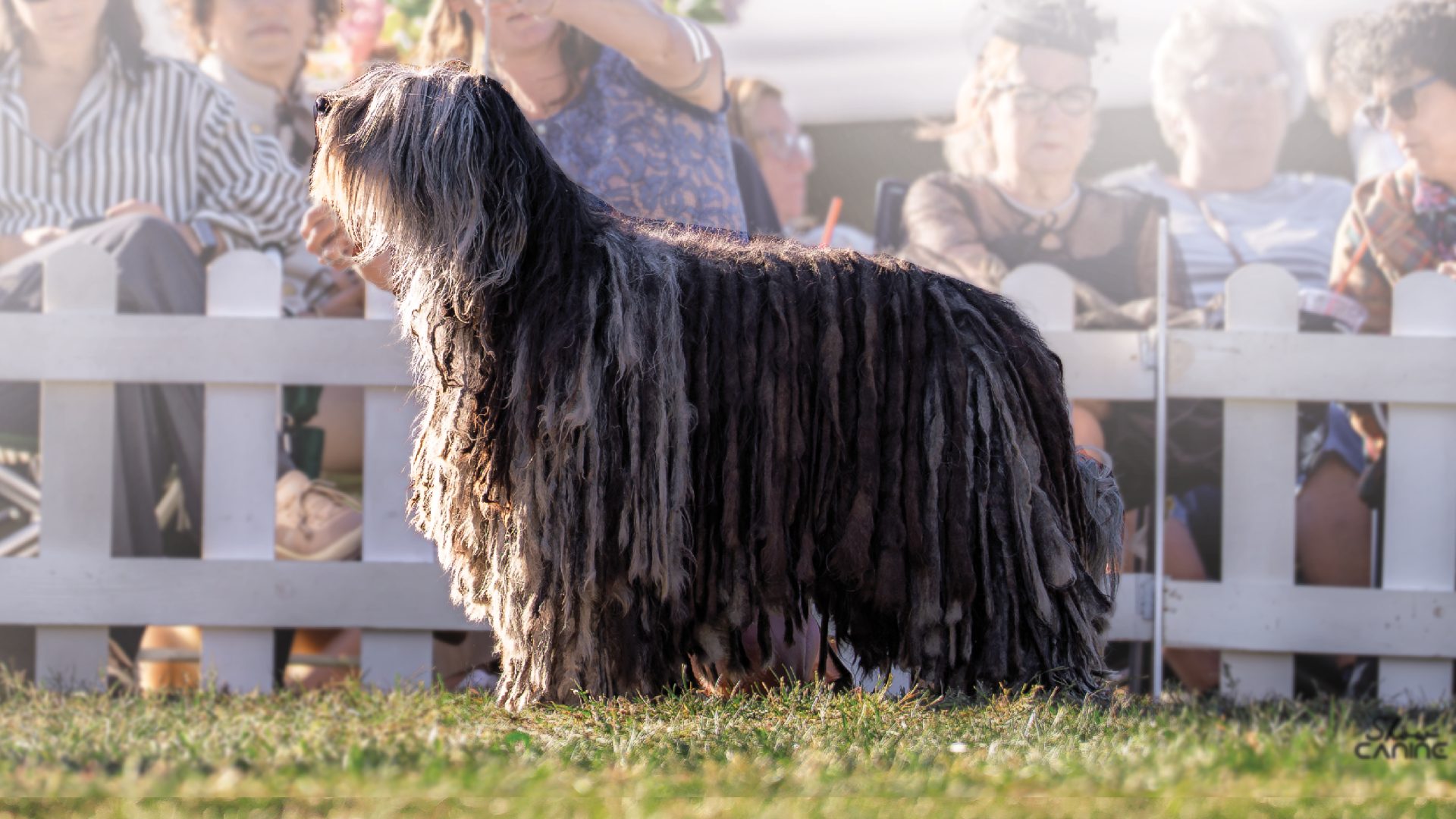 Bergamasco Sheepdog