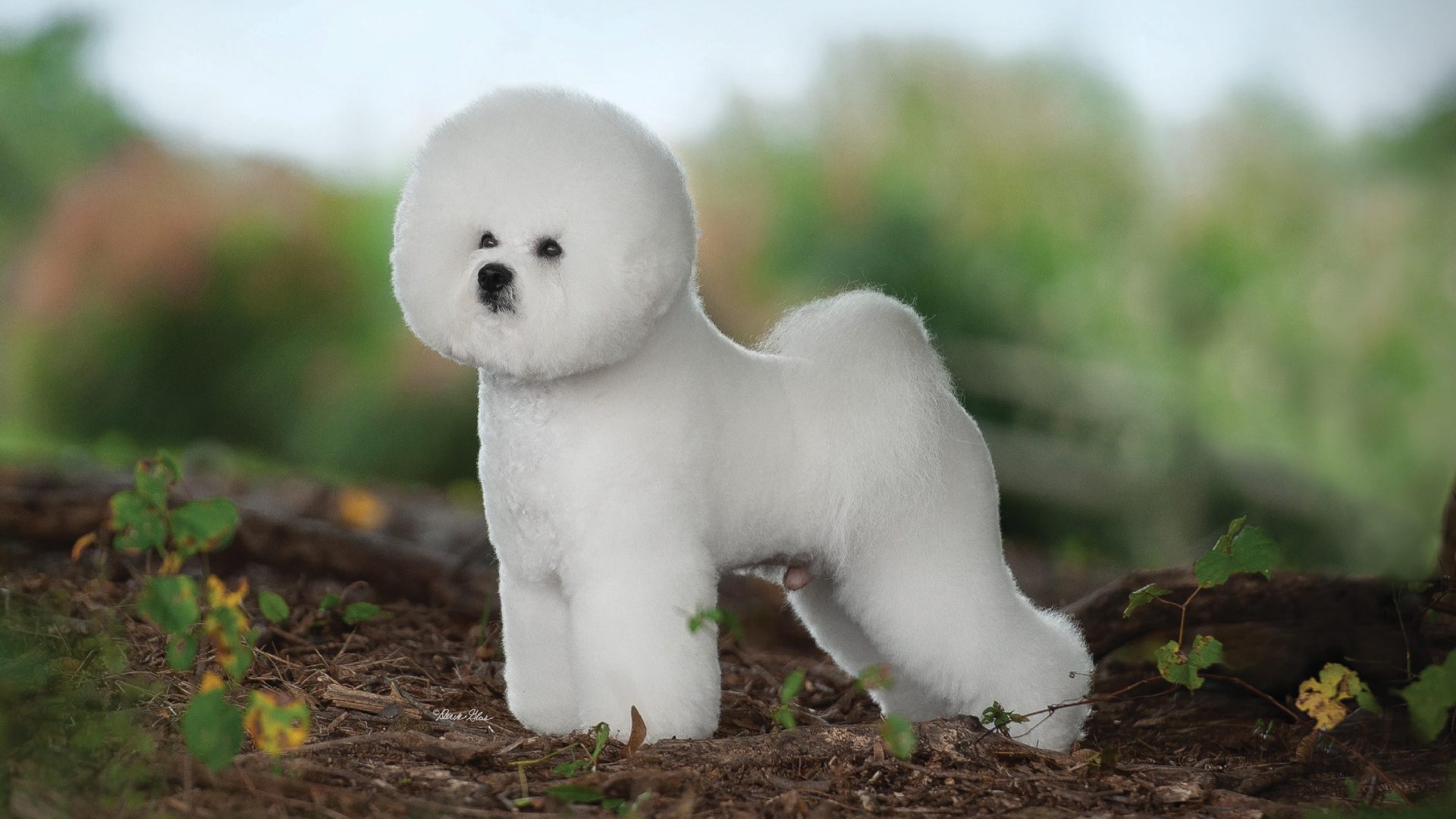 Bichon Frise