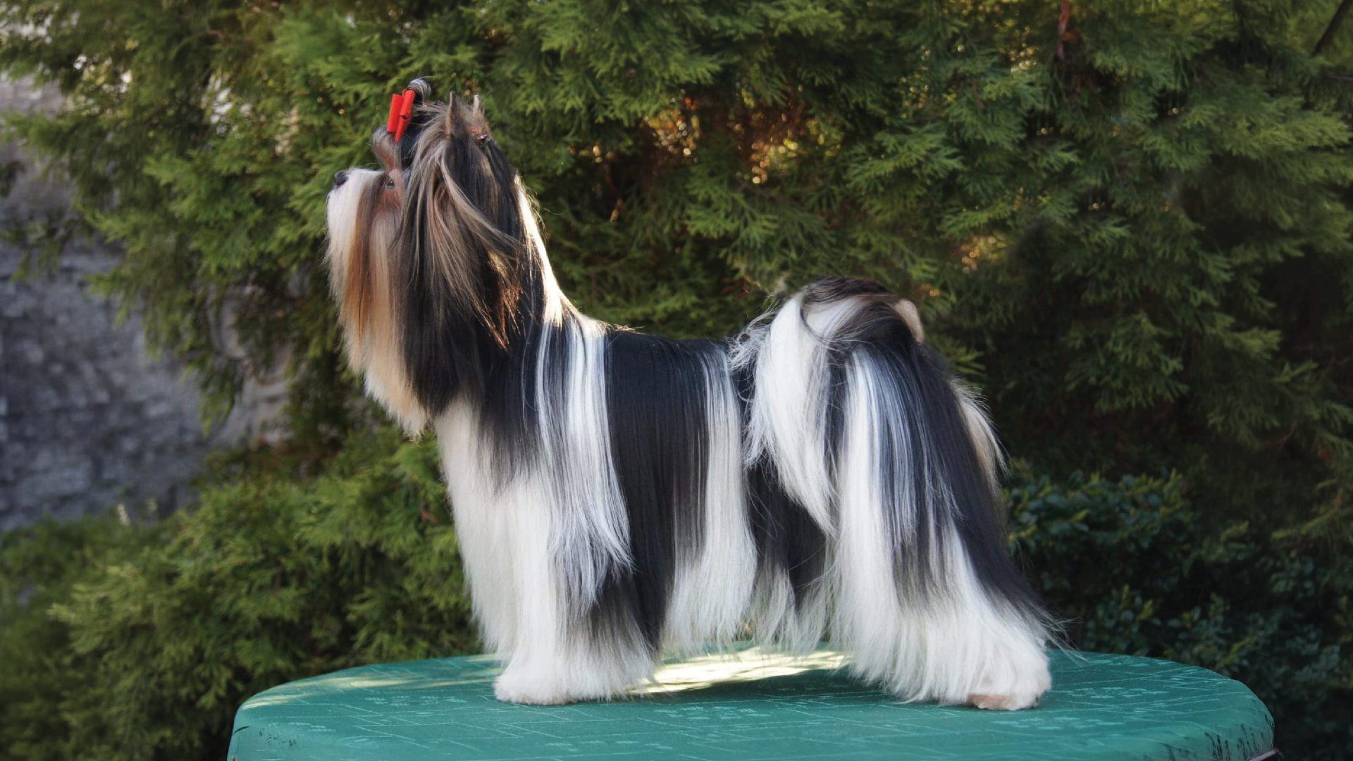 Biewer Terrier