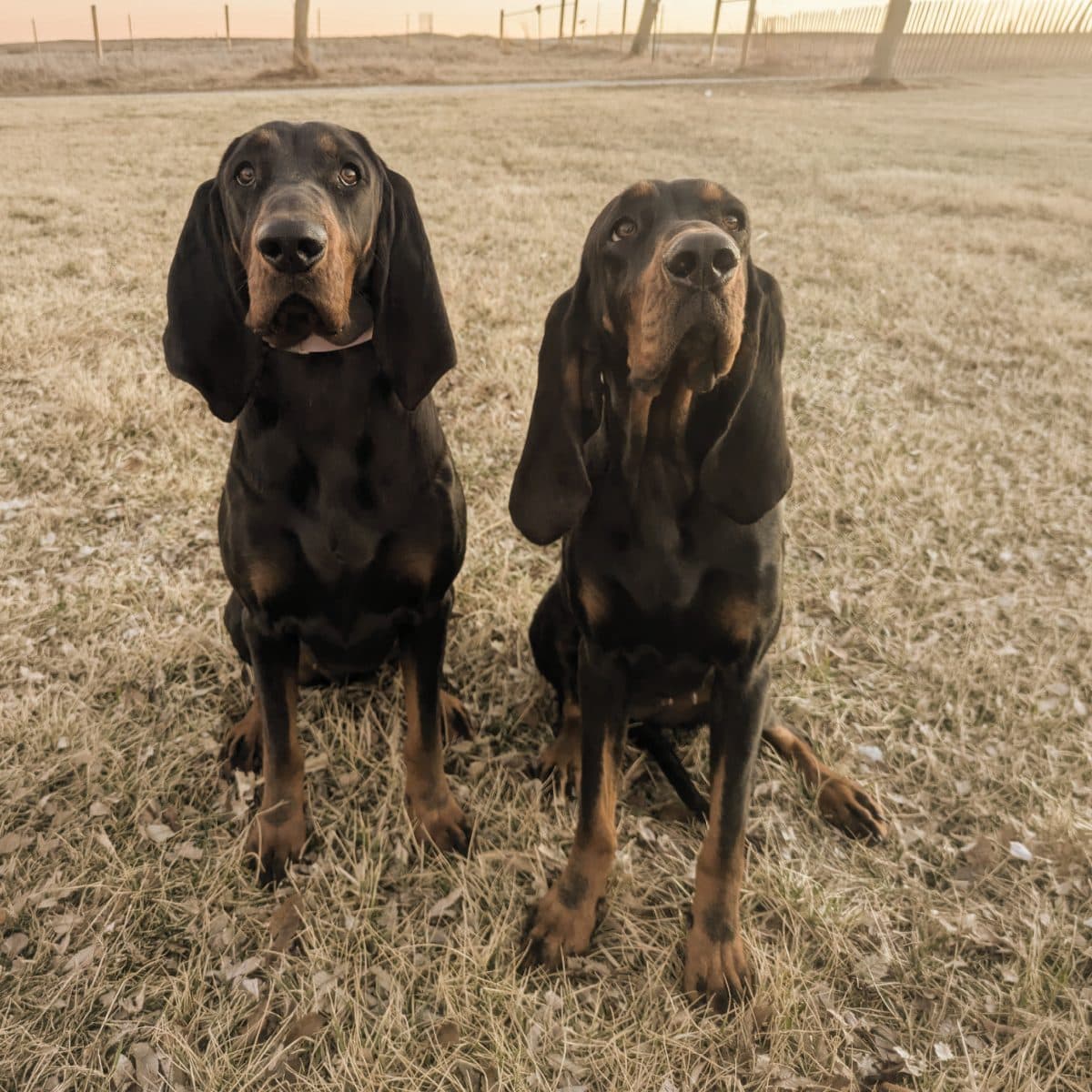 Black and Tan Coonhound