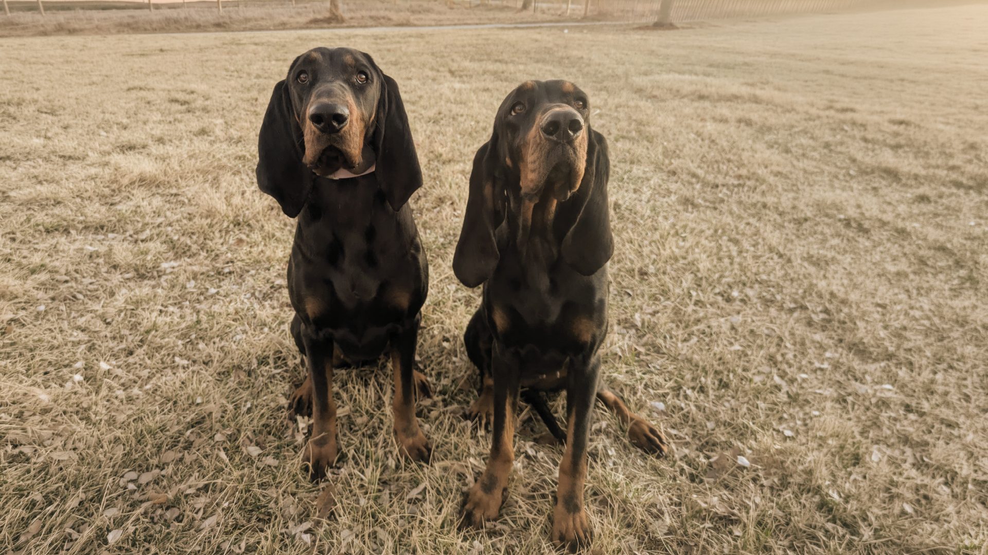 Black and Tan Coonhound