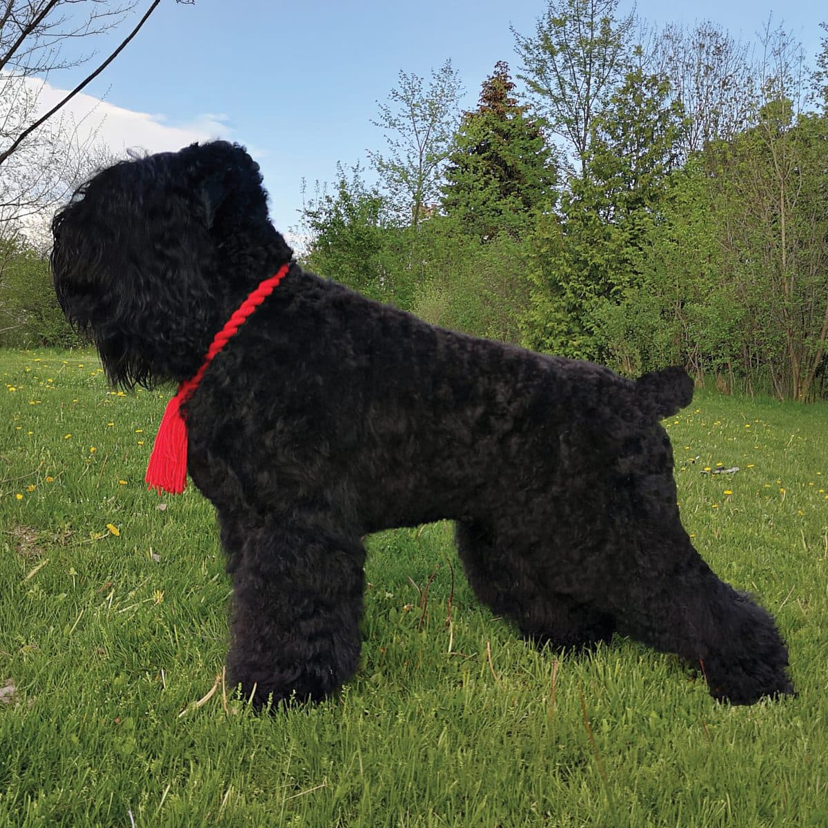 Black Russian Terrier
