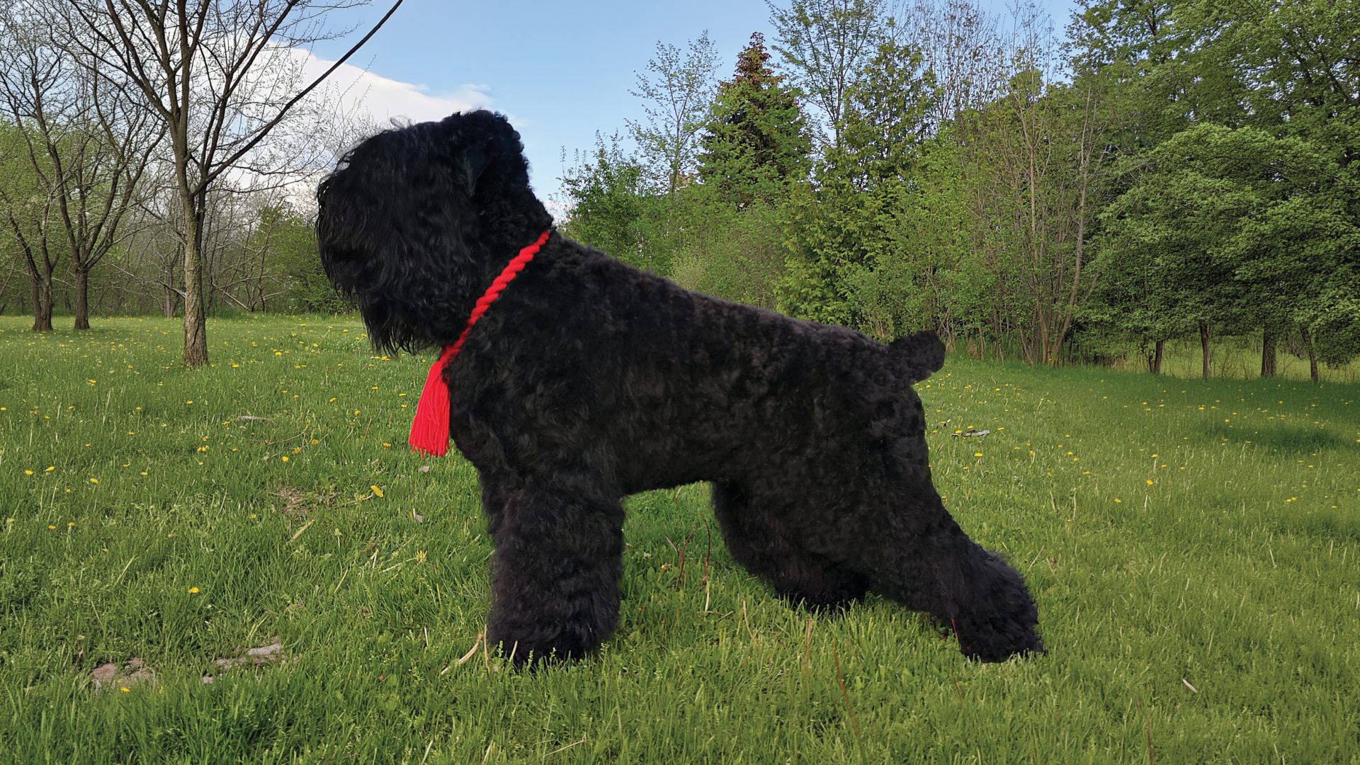 Black Russian Terrier