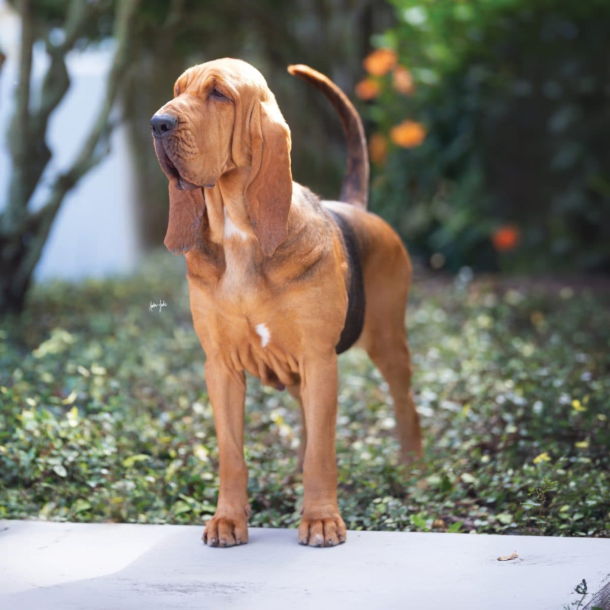 Bloodhound