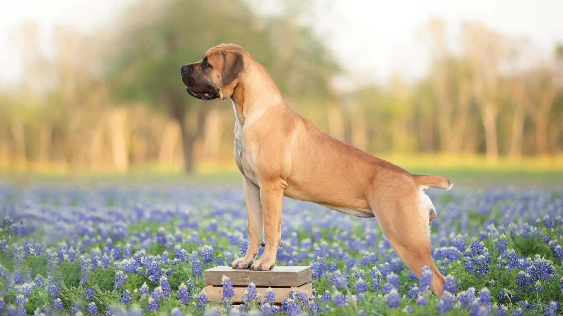 Boerboel
