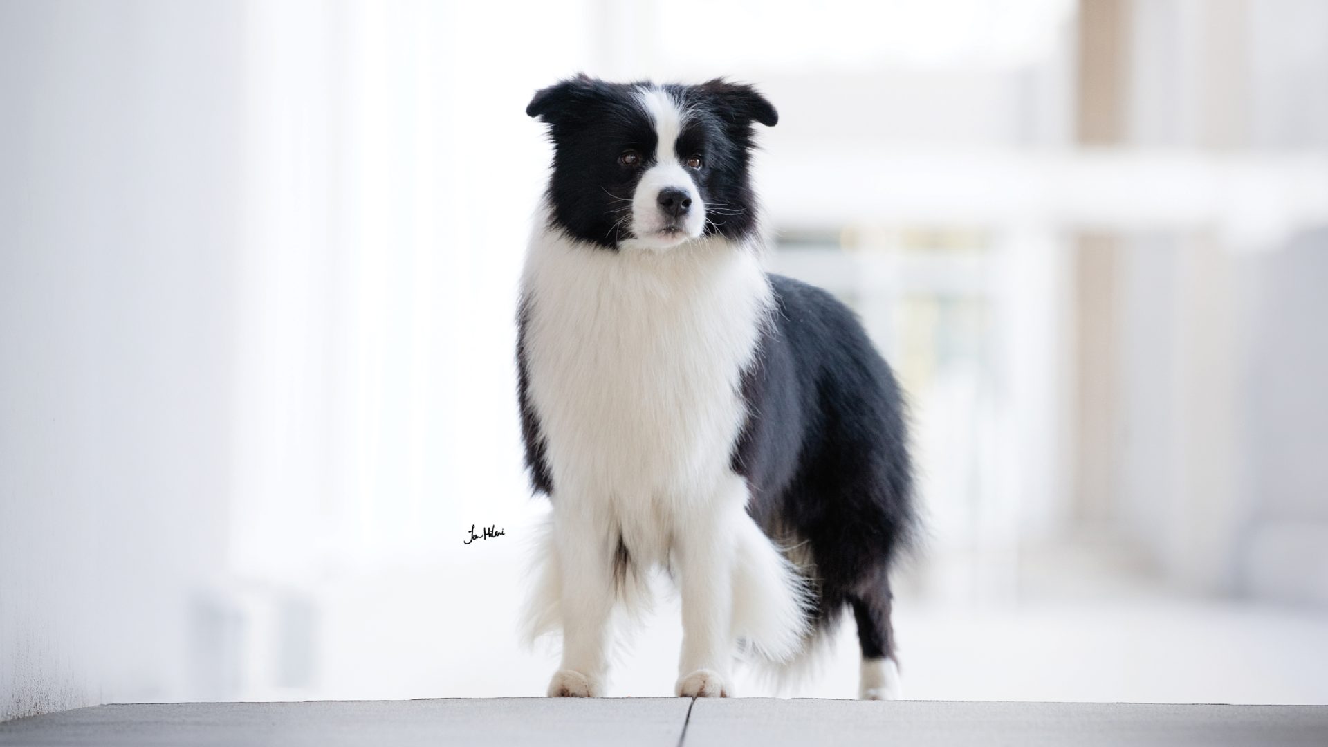 Border Collie