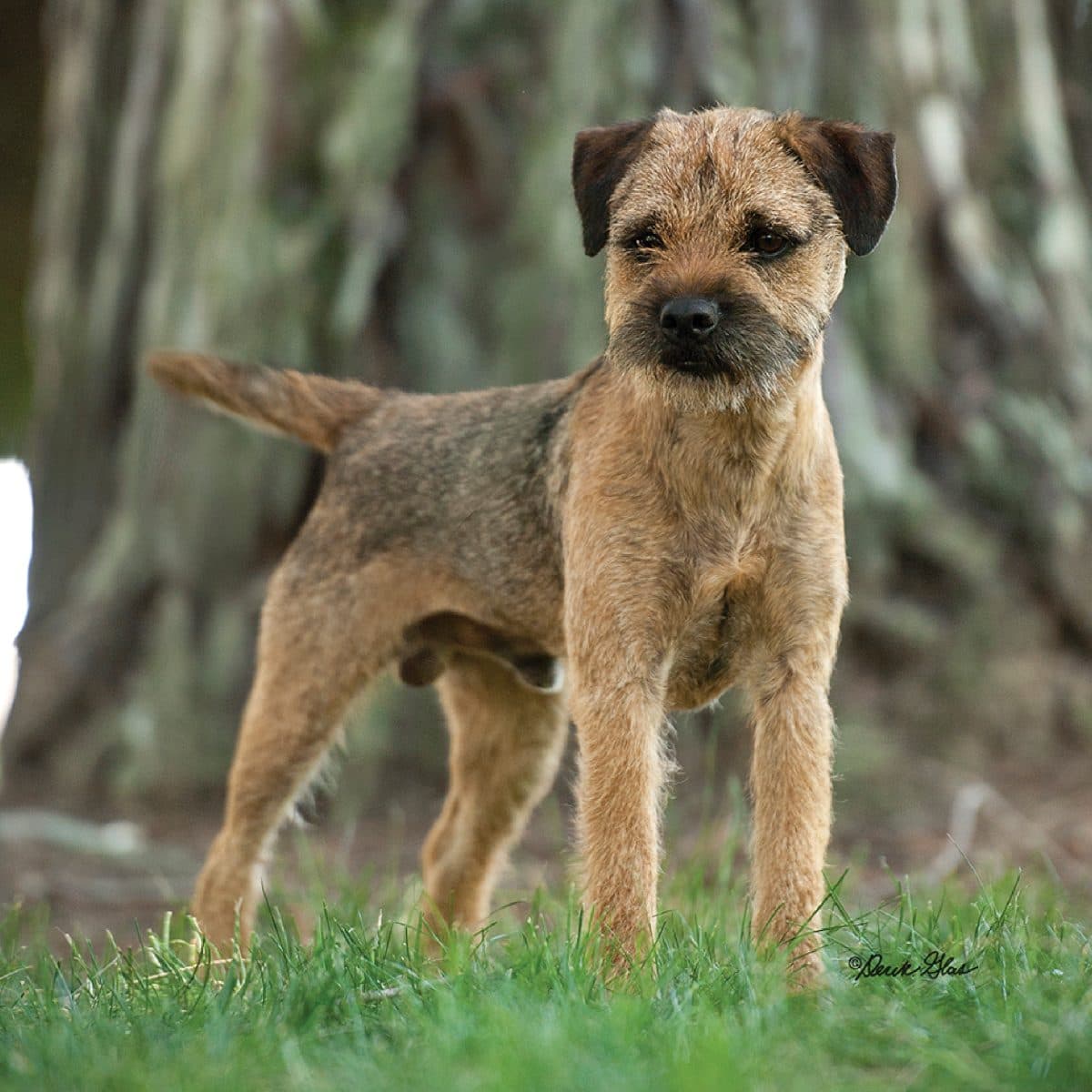 Border Terrier