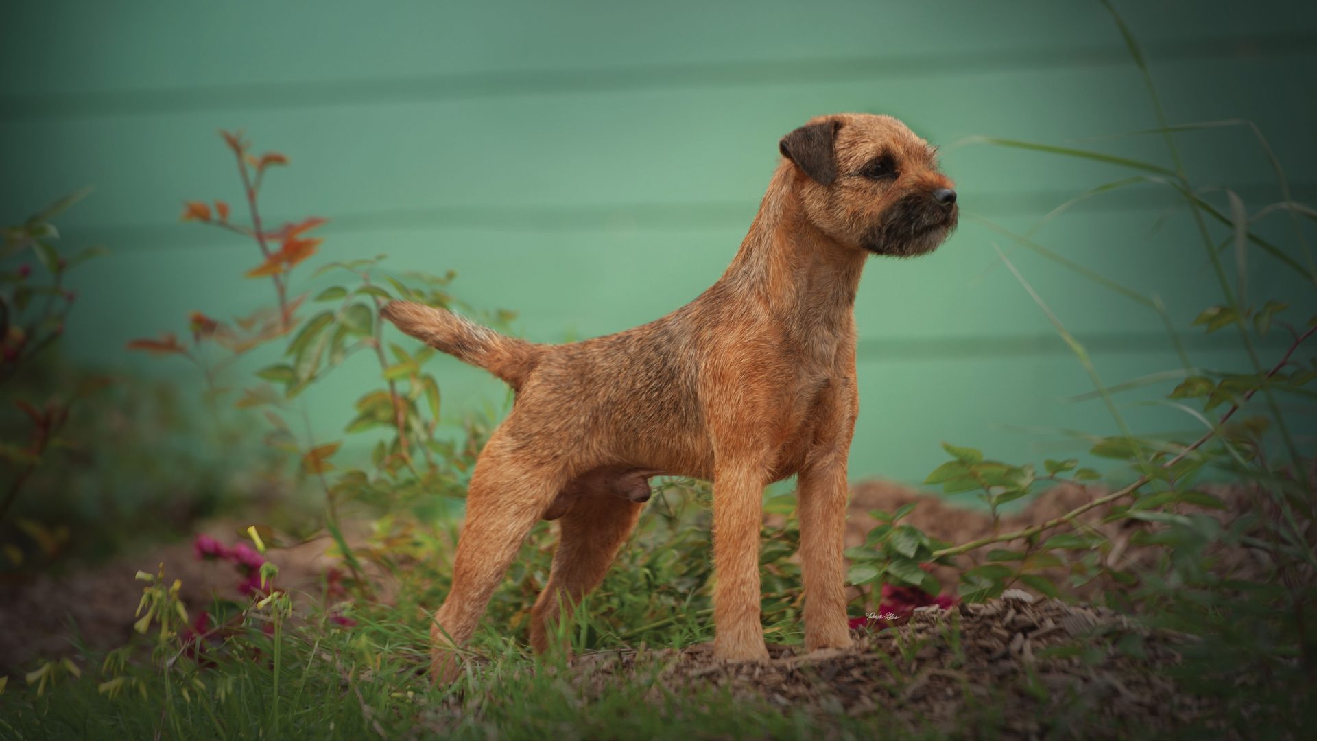 Border Terrier