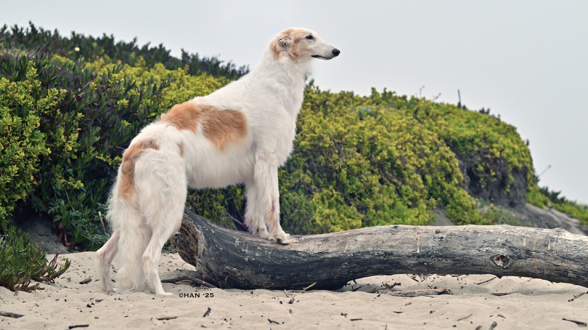 Borzoi
