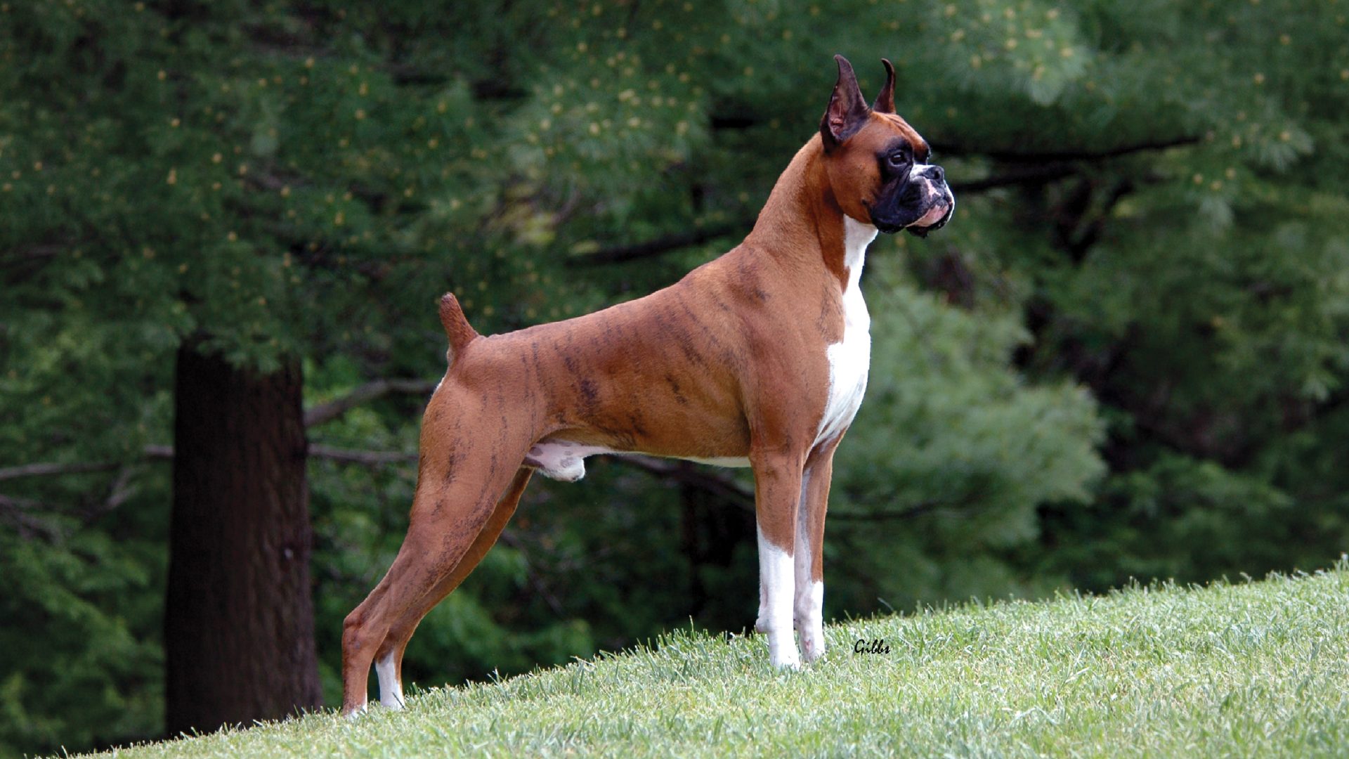 Boxer