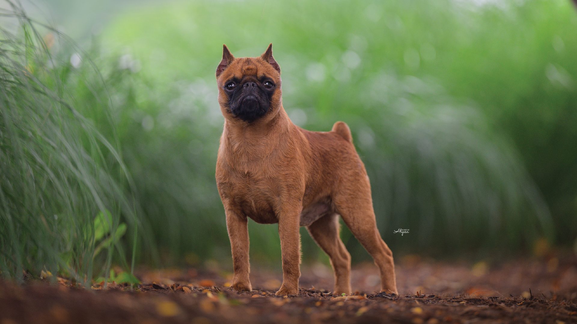 Brussels Griffon