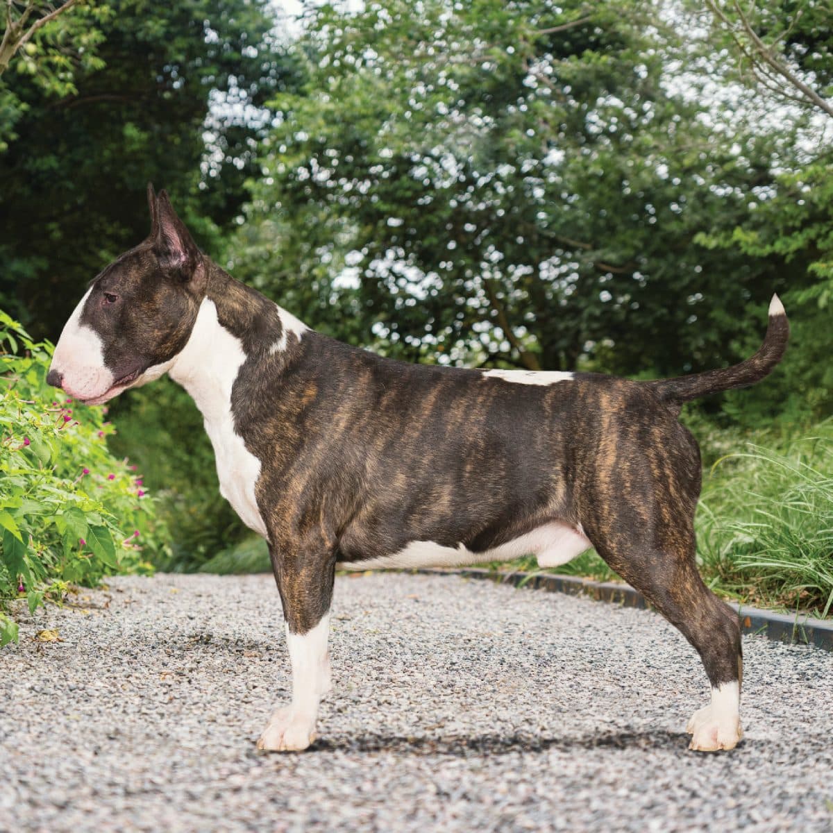 Bull Terrier (Colored)