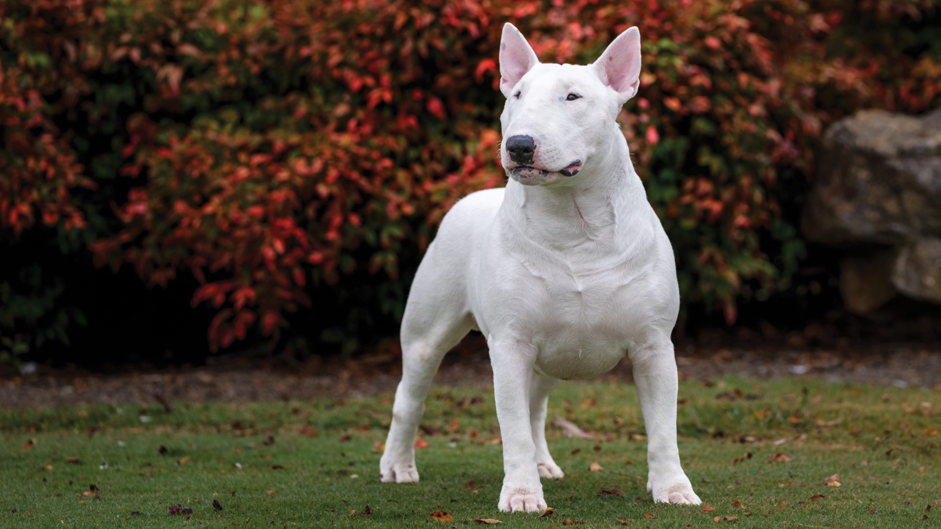 Bull Terrier