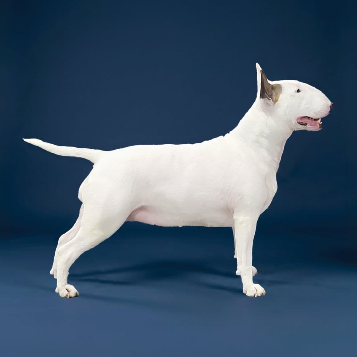 Bull Terrier (White)