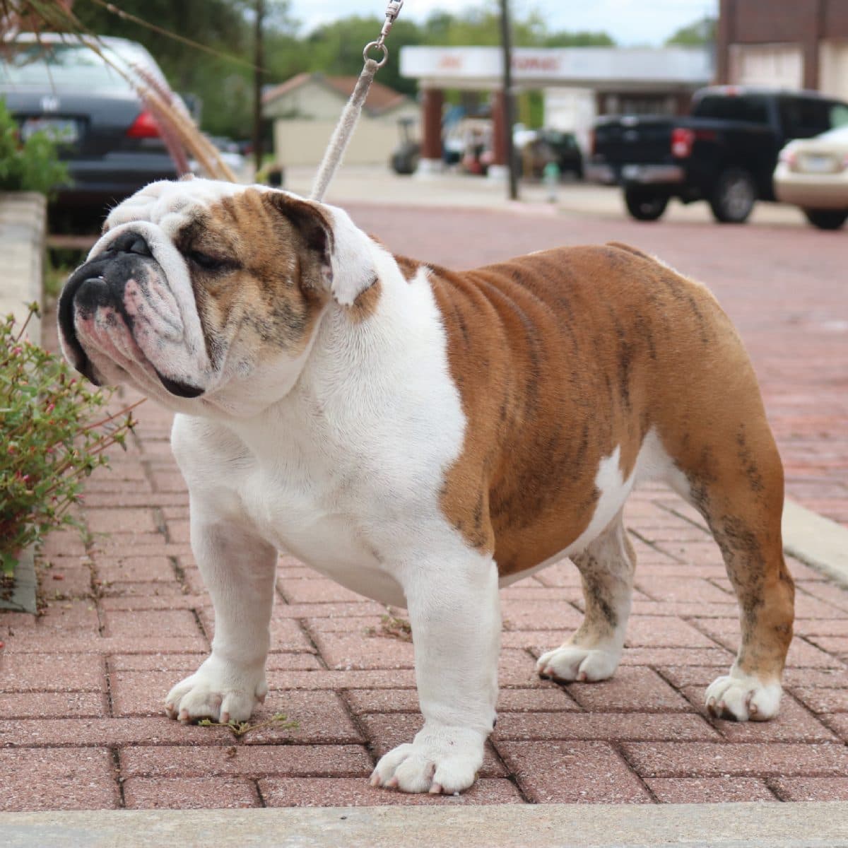 Bulldog