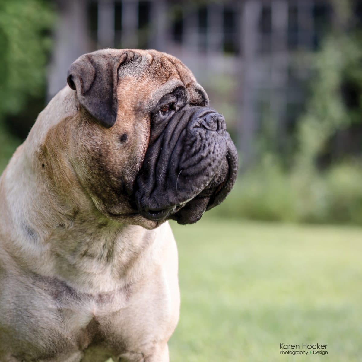 Bullmastiff