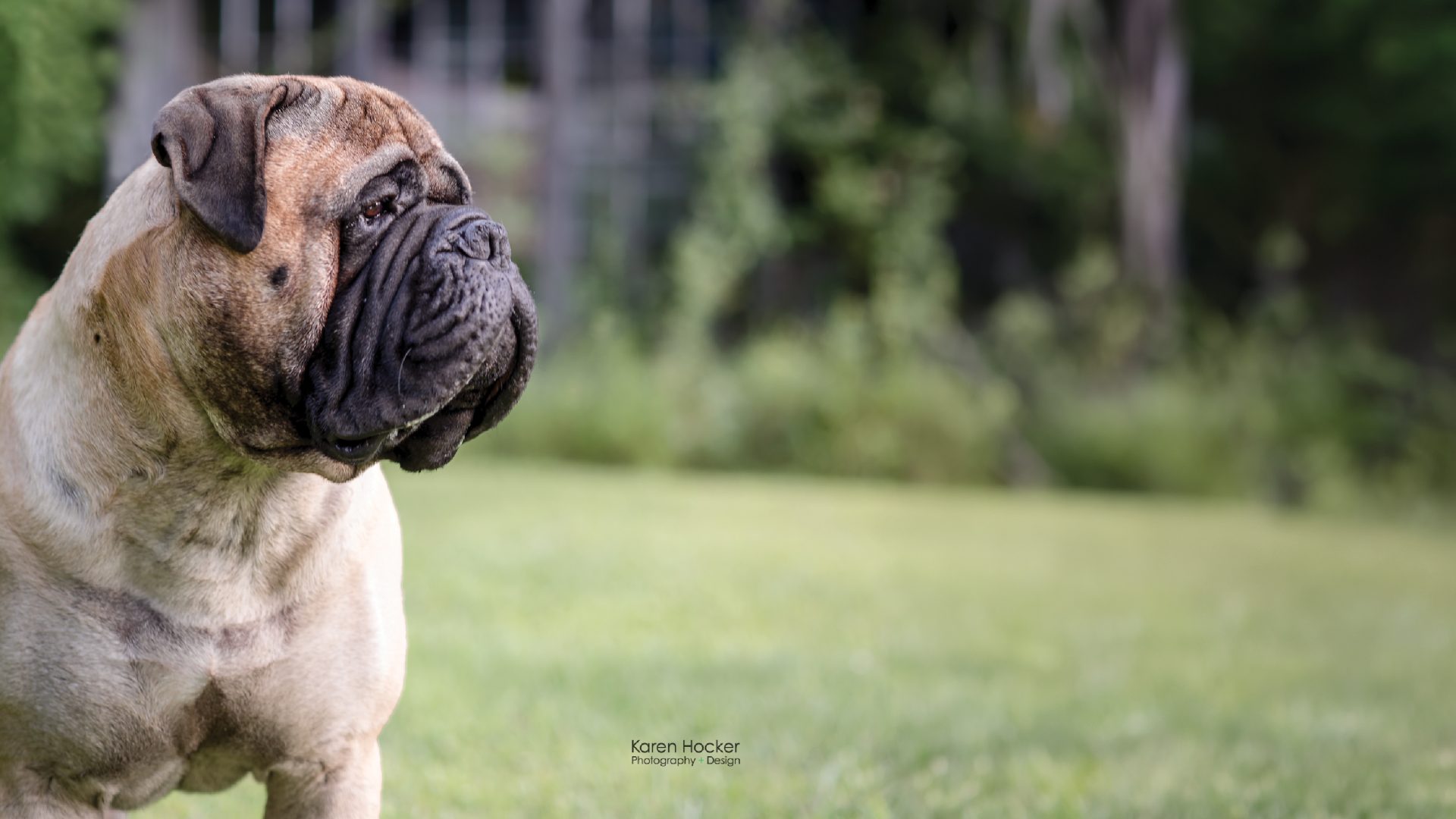Bullmastiff