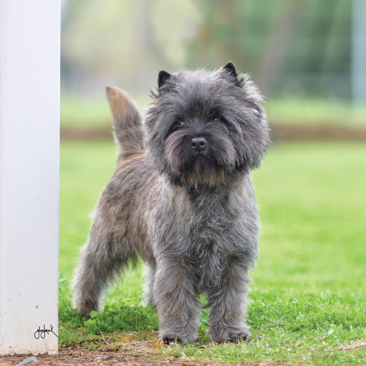 Cairn Terrier