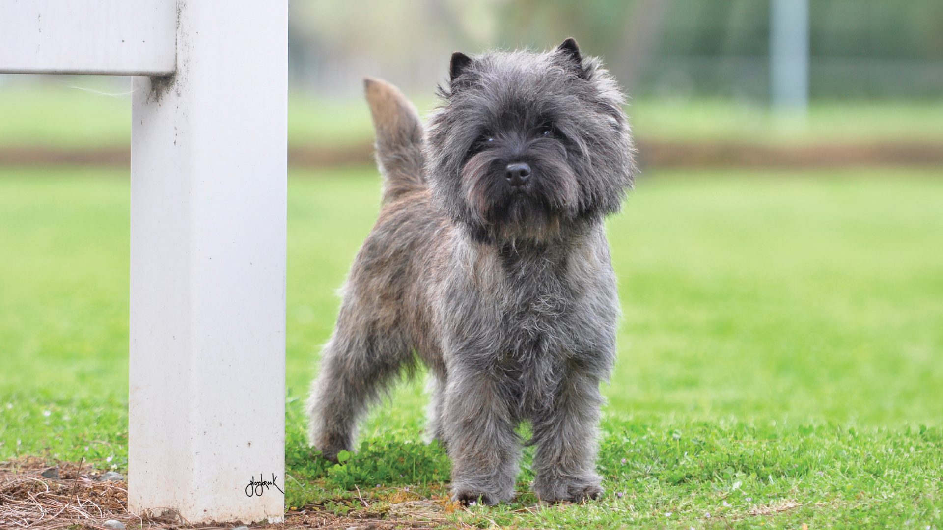 Cairn Terrier