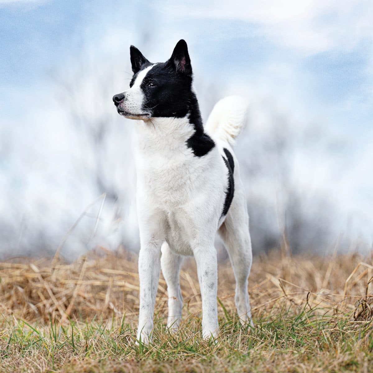 Canaan Dog