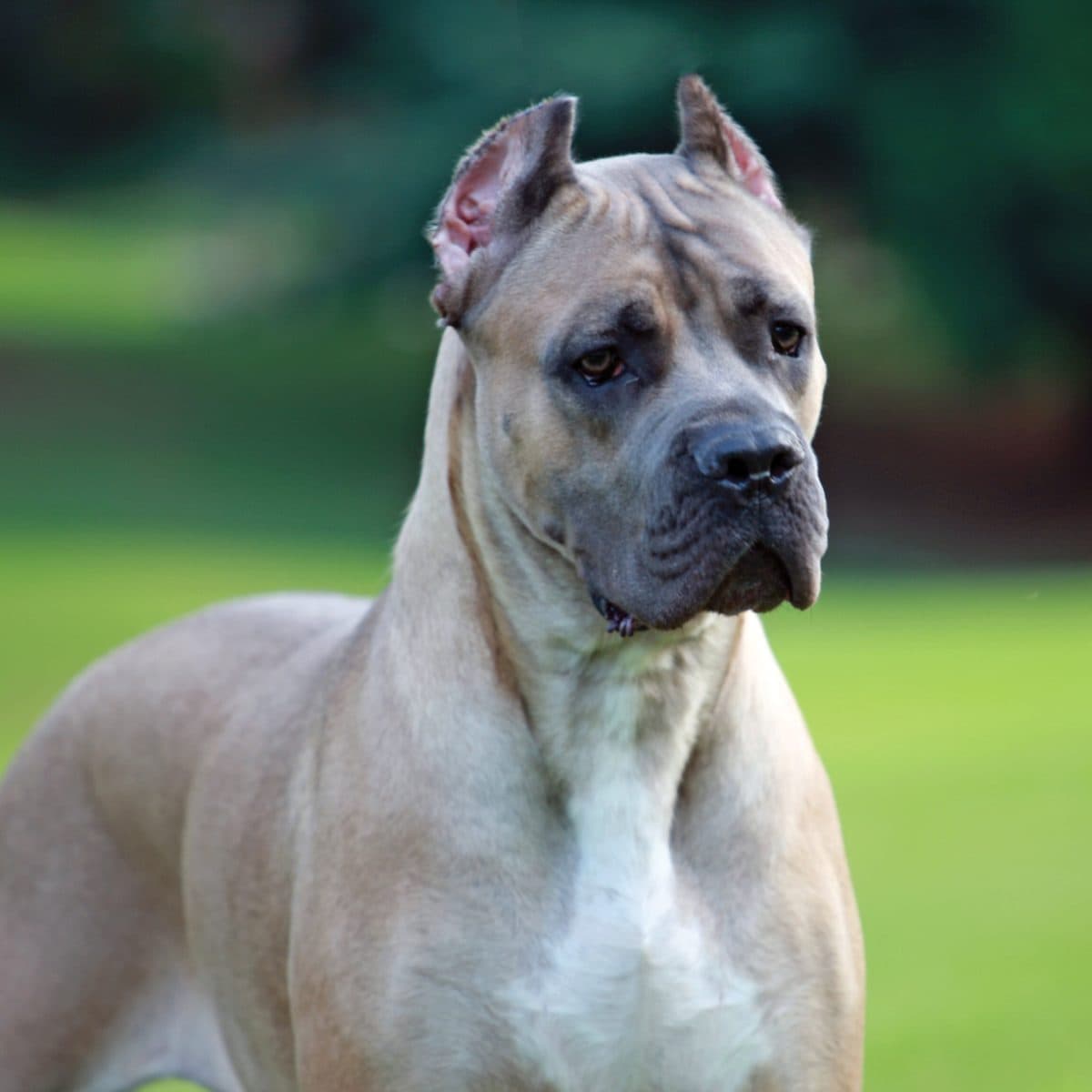 Cane Corso