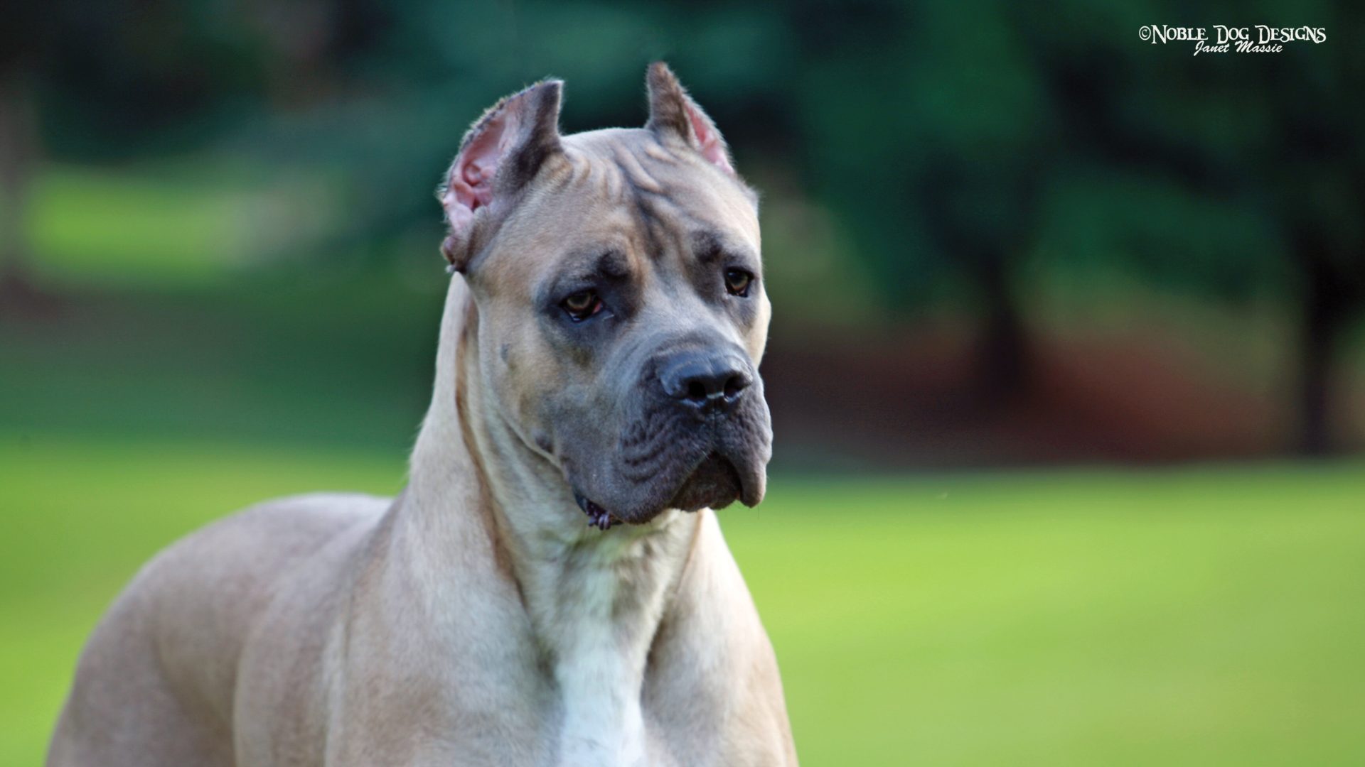 Cane Corso