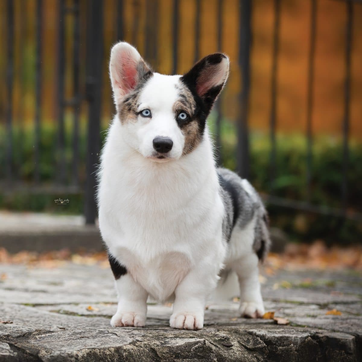 Cardigan Welsh Corgi