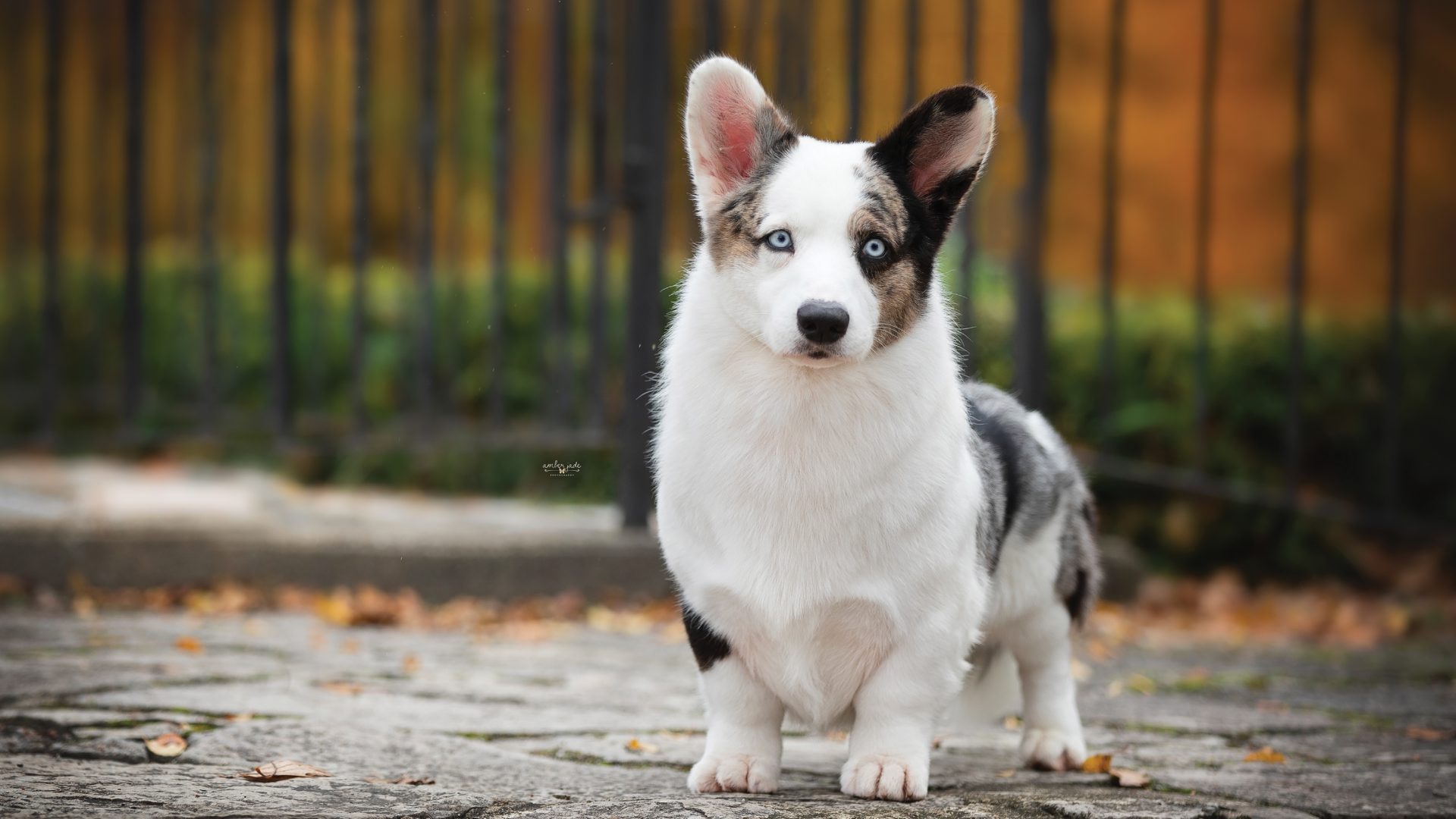 Cardigan Welsh Corgi