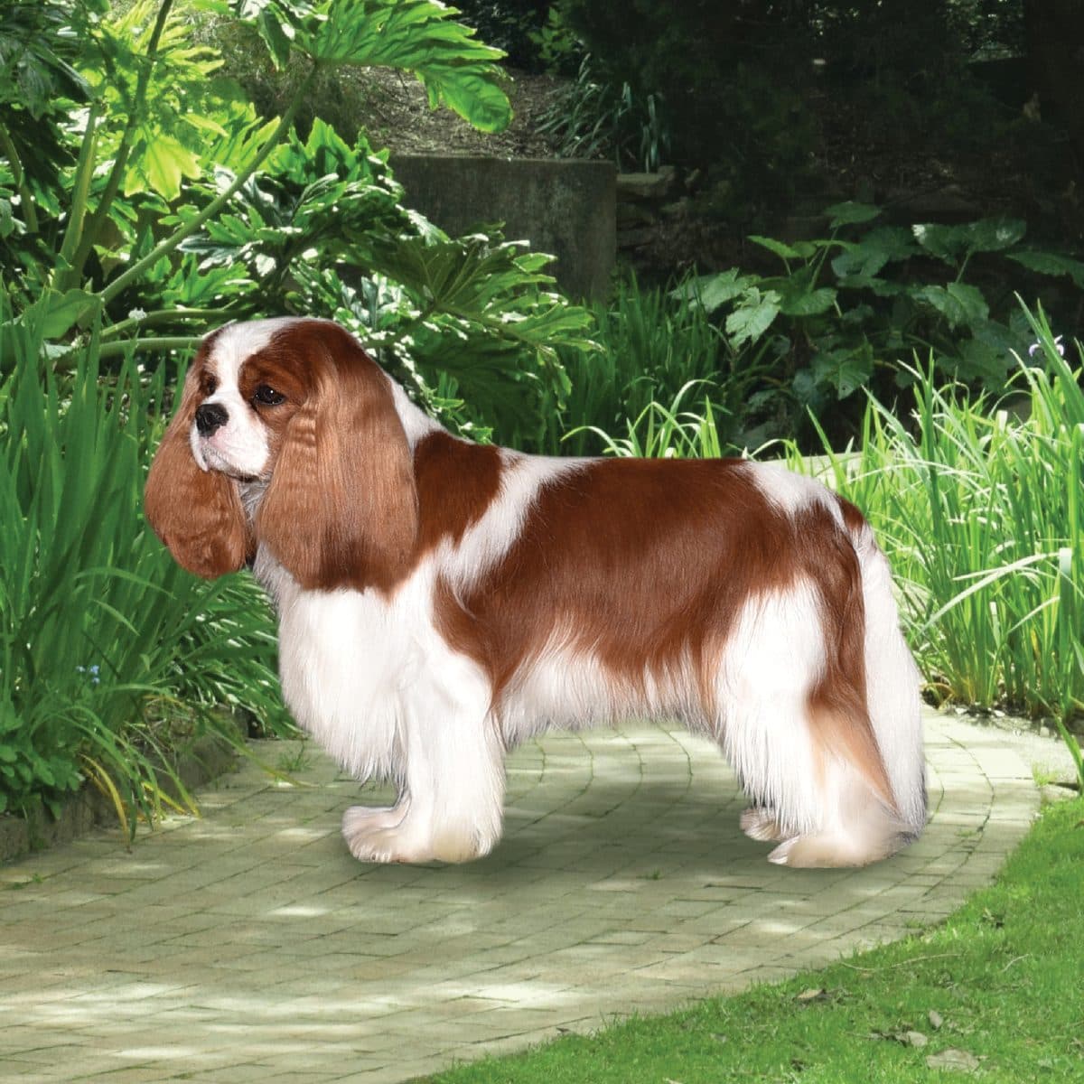 Cavalier King Charles Spaniel