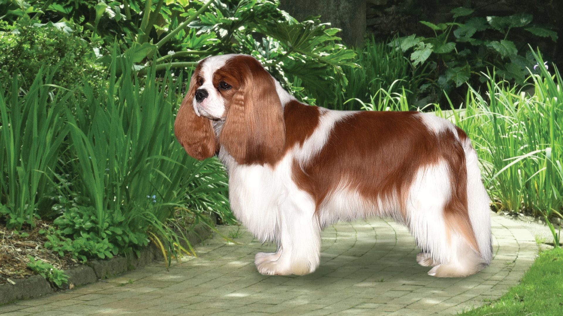 Cavalier King Charles Spaniel