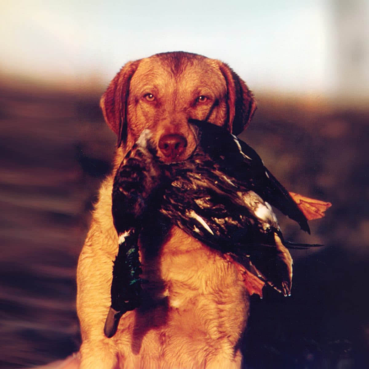 Chesapeake Bay Retriever