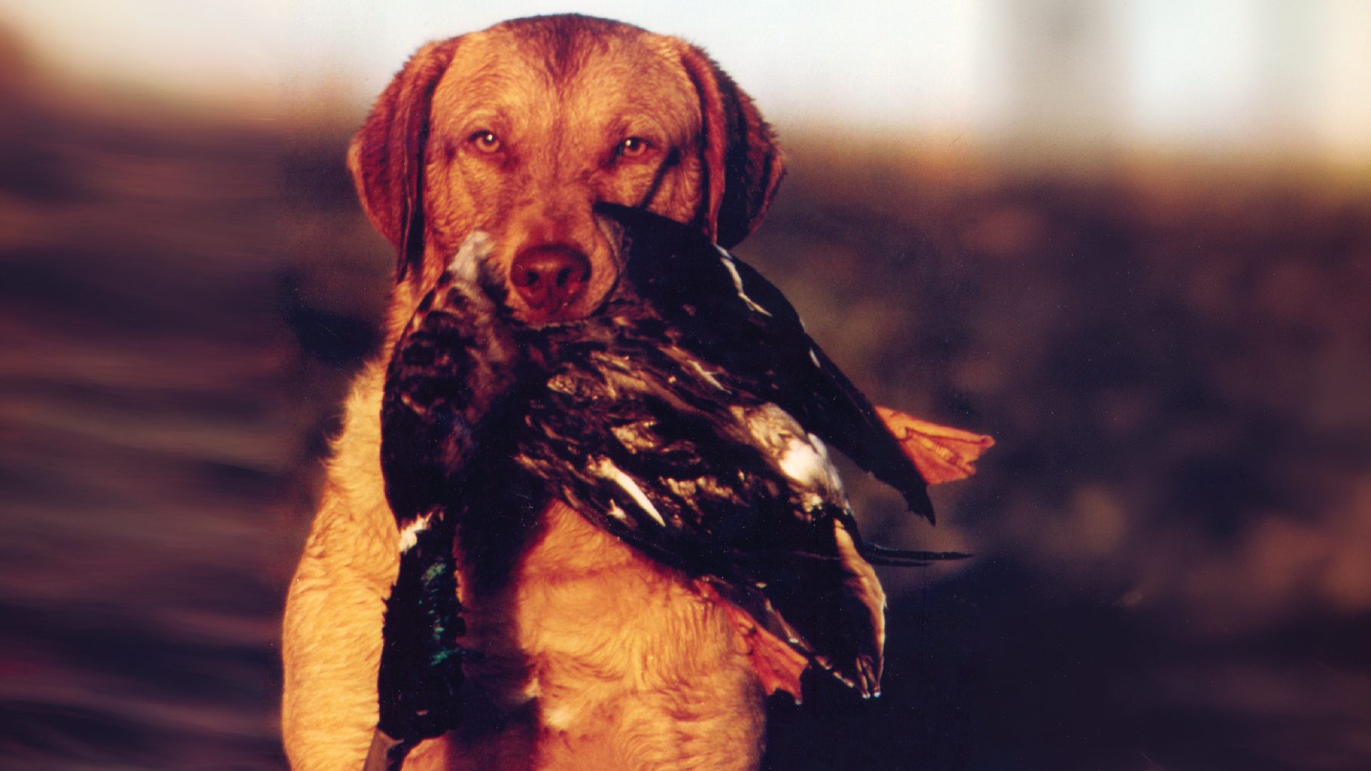Chesapeake Bay Retriever