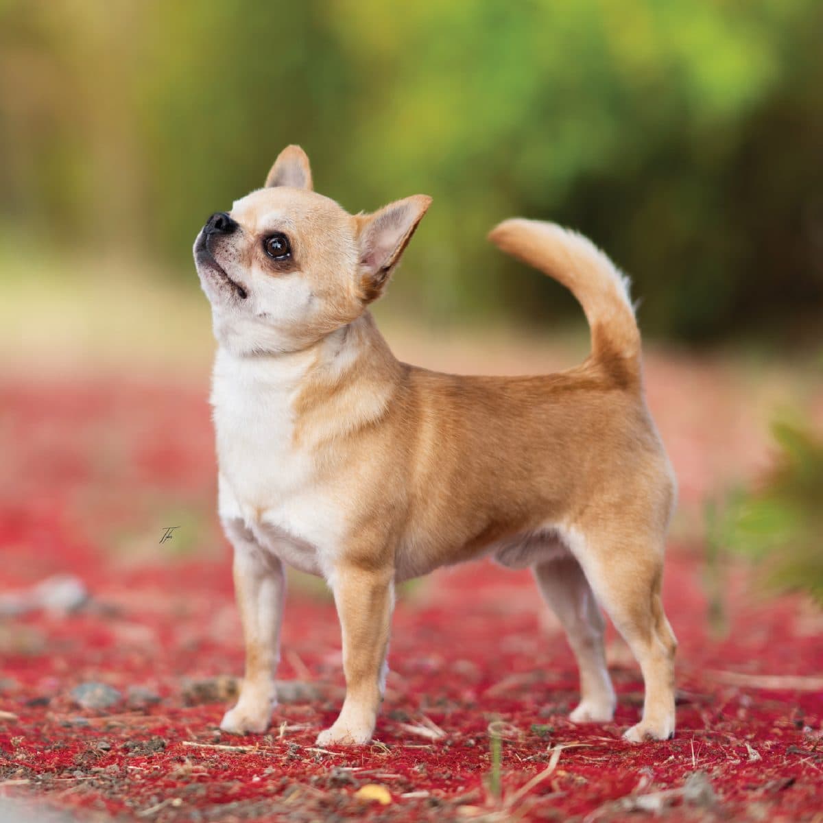 Chihuahua