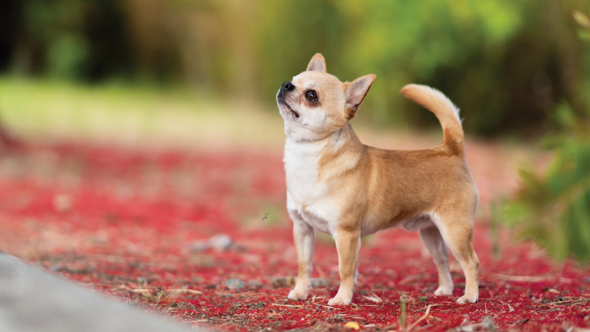 Chihuahua