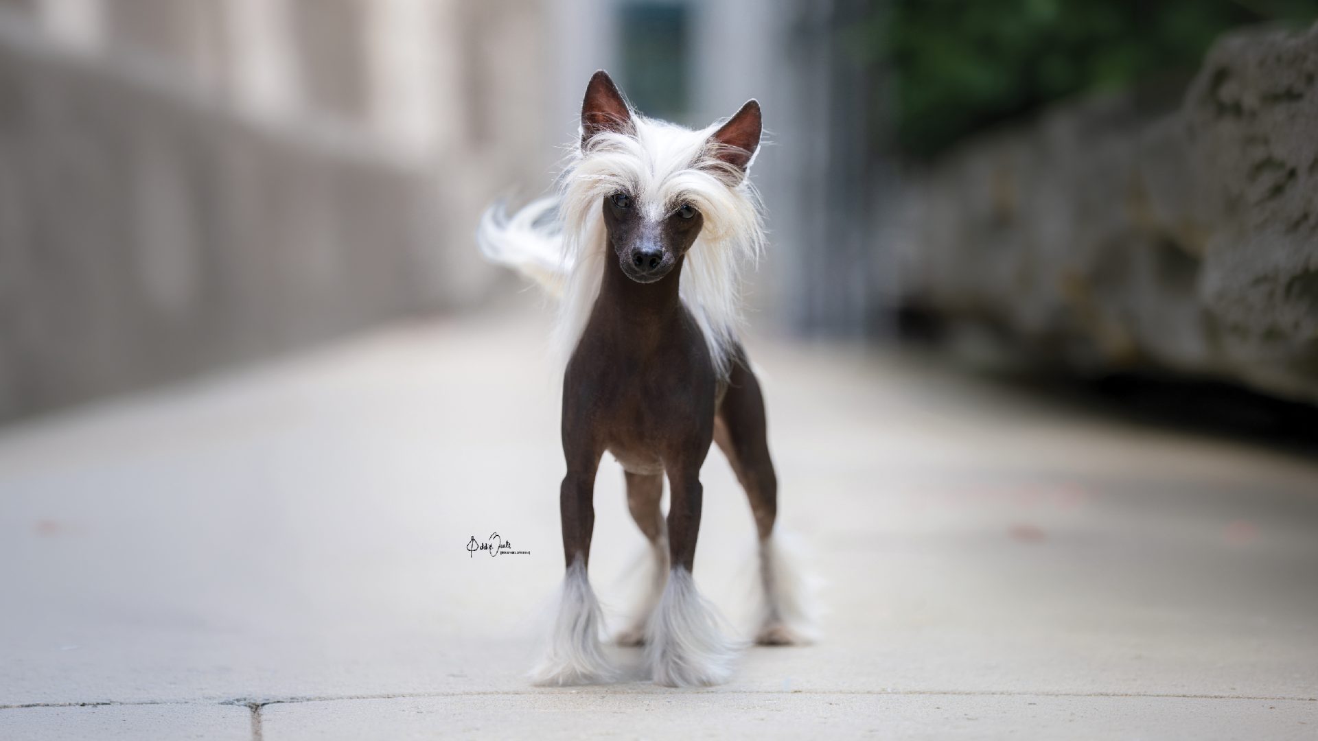 Chinese Crested