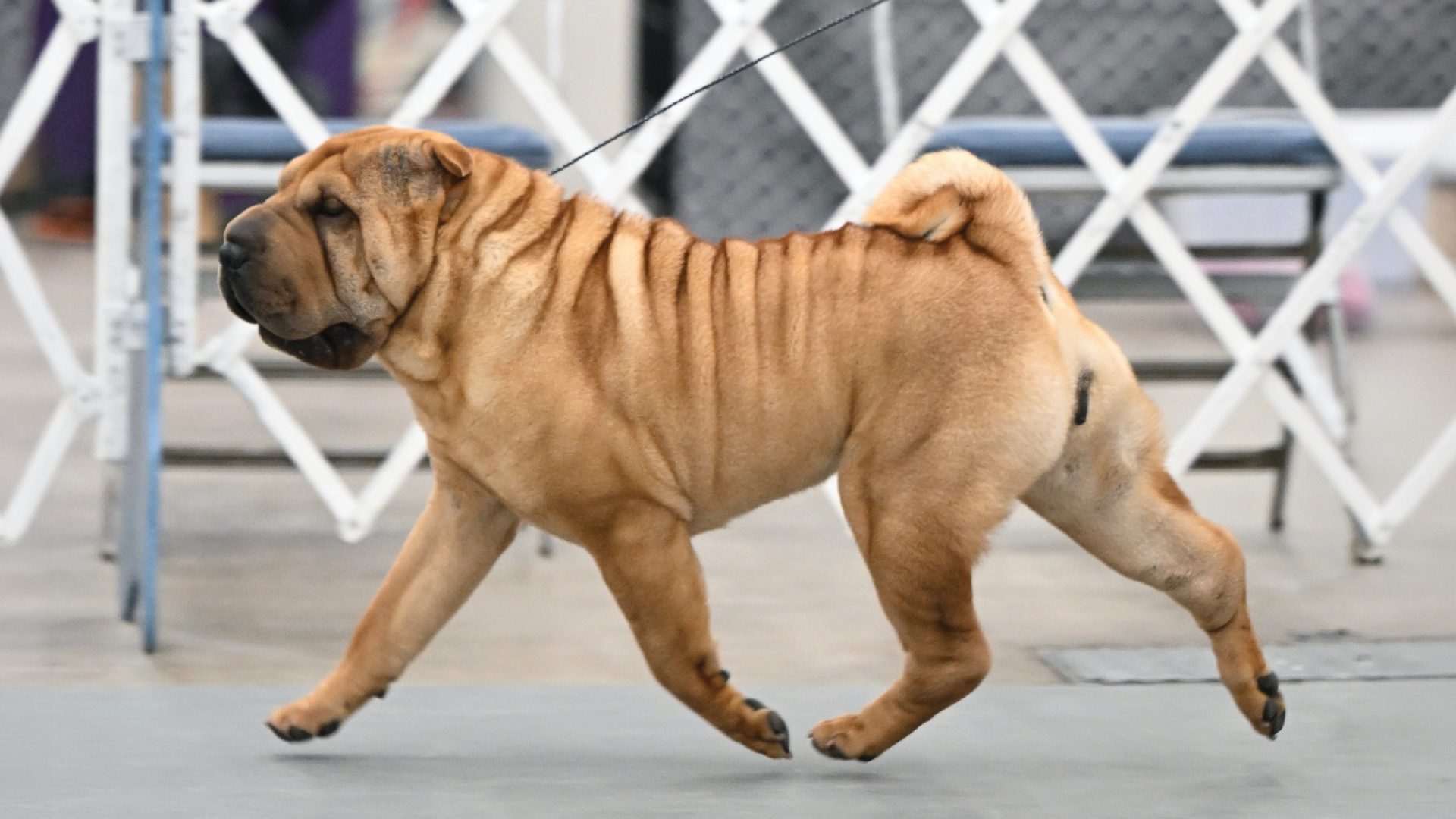 Chinese Shar-Pei
