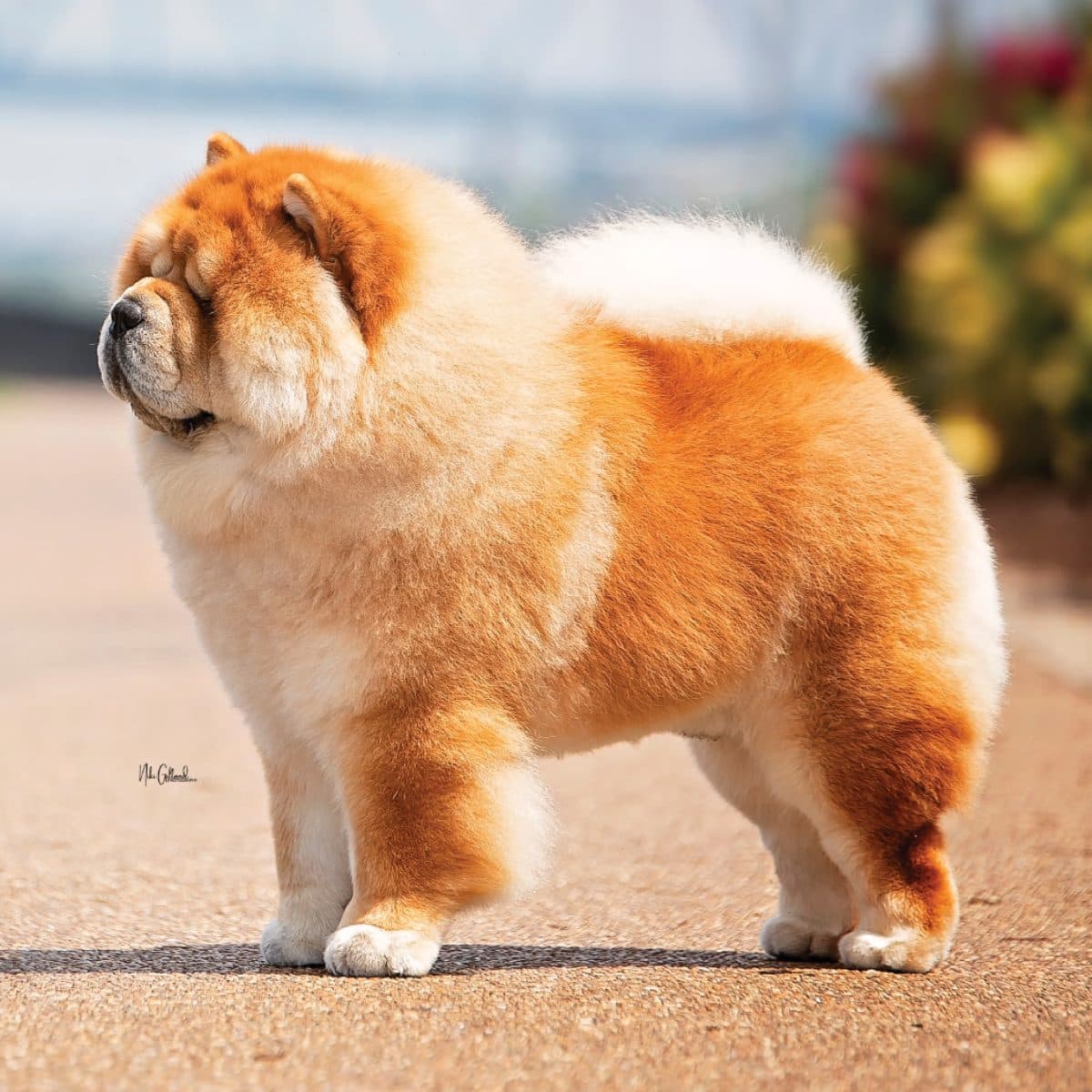 Chow Chow