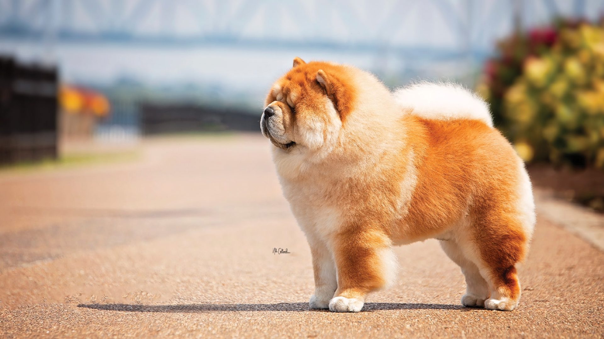 Chow Chow