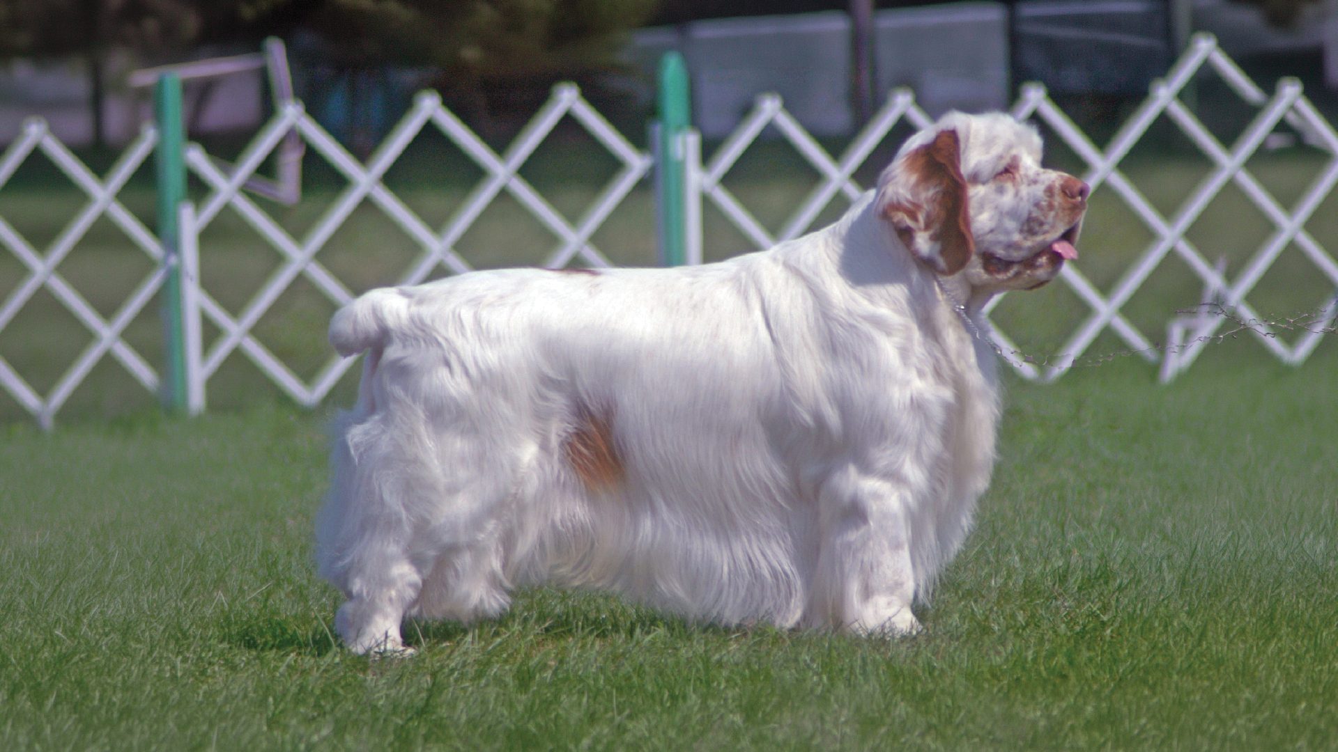 Clumber Spaniel